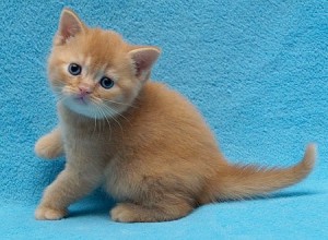 Британцы красного окраса. Рыжие британские котята фото. Рыжий британец фото. Британцы рыжего окраса. Котята британцы рыжие фото  